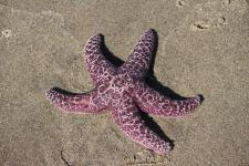 starfish