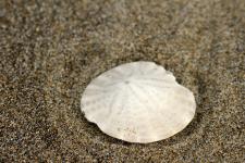 sanddollar